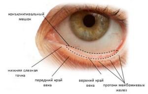 Eye конюнктива, където е (снимка)