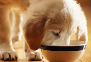Хранене малки кученца от 1, 5 до 3 месеца, в света на куче