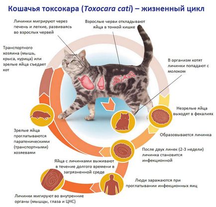 Toxocara котка (Toxocara CATI) - «котка Ascaris
