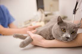 Cat кашля, като че ли се задави с какво да се прави, отколкото да се лекува (лечение) Cat кашля, като че ли се задави с какво да се прави, отколкото да се лекува