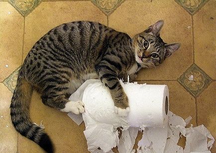 Cat след стерилизация не отива до тоалетната възможните причини