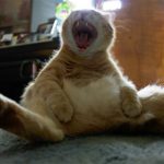 Cat Cat иска да прави народни средства за защита, ако крещи как да се успокои у дома си в