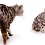 Cat Cat иска да прави народни средства за защита, ако крещи как да се успокои у дома си в