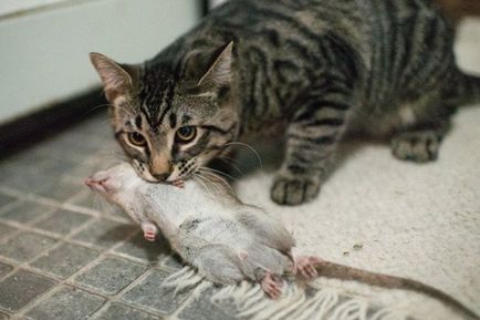 Котки - Пие Piper когато Коте недвижими ловец