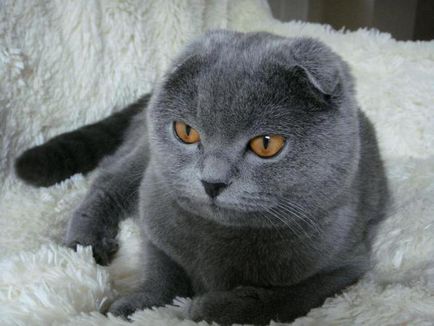 Мъж или жена, които изберат да вкъщи (у дома) Мъж или жена, които изберат да вкъщи