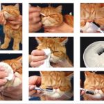 Как да се грижим за котенца котенца на 2 месеца, какво да се хранят, шотландски, британски и подходящи грижи
