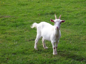 Goat зодия, експресно гадаене