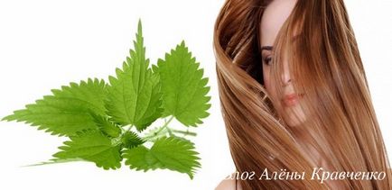 Коприва коса - най-добрите рецепти, блог Алена Кравченко