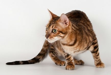 Преглед на обикновените породи котки с тигрови домашни любимци снимка