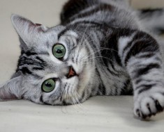 Преглед на обикновените породи котки с тигрови домашни любимци снимка
