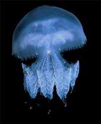 Кой е медузи информативна статия за децата на медузи