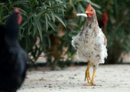 Пилешки бълхи, как да се отърве от птицата и в кокошарника