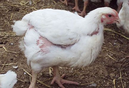 Пилешки въшки да се отървем от химични и народни средства, кой метод да изберете