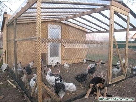 Кокошарник със собствените си ръце за 10 пилета - стъпка по стъпка ръководство