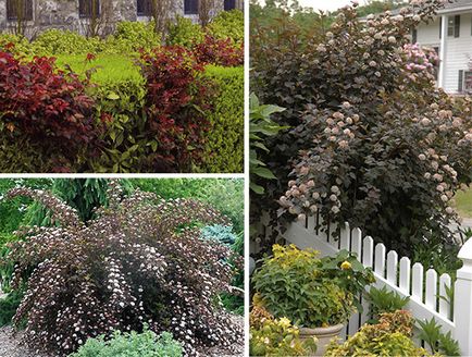 Храсти за озеленяване на вашата градина с 15 вида снимка и описание