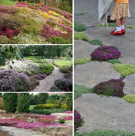 Храсти за озеленяване на вашата градина с 15 вида снимка и описание