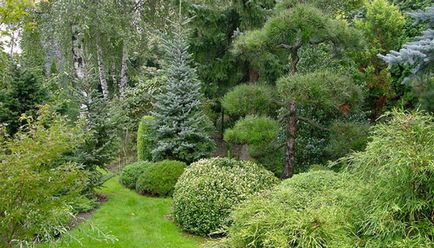 Озеленяване Снимка на дървета и храсти в градината, съставът на дървета и храсти