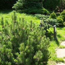Озеленяване Снимка на дървета и храсти в градината, съставът на дървета и храсти