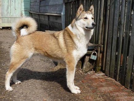 Laika (кучета) снимки, описание порода, характер, стандарти и цени