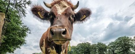 Лечение, профилактика, причинява на диария при домашните крави