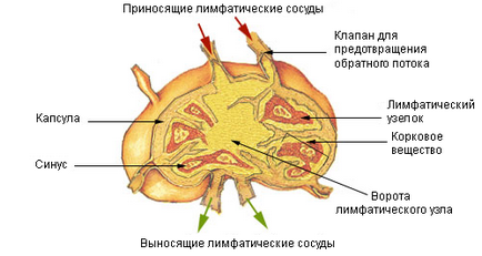 Лимфните възли в главата и шията на мъж и дете оформление и снимки