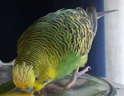 Molt в вълнисти папагалчета, когато MOLT папагалчетата (снимки)