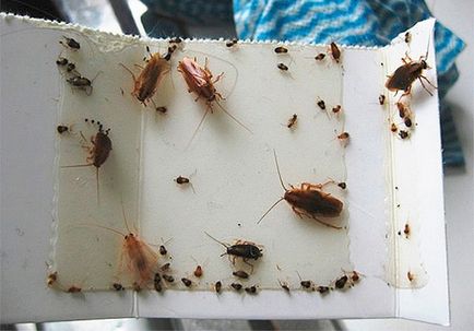 Капани за хлебарки с ръцете си, как да се направи от буркана, лепкава, видео