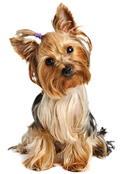 Малките кучета - порода кучета ръководство със снимки