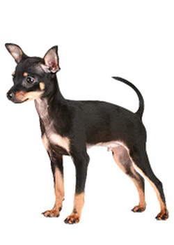 Малките кучета - порода кучета ръководство със снимки