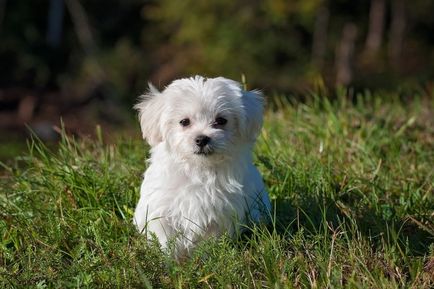 Малтийските описание порода елитни кучета, малтийски в снимката, плюсовете и минусите, ревюта