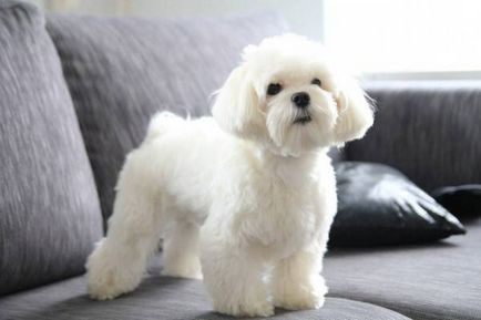 Малтийски (малтийски) куче снимка, цена, описание порода, характер, видео