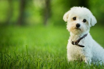 Малтийски (малтийски) куче снимка, цена, описание порода, характер, видео