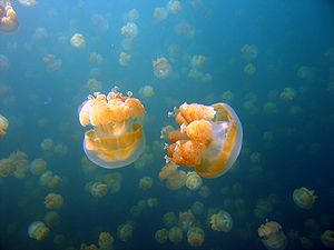 Медуза (биология) - е
