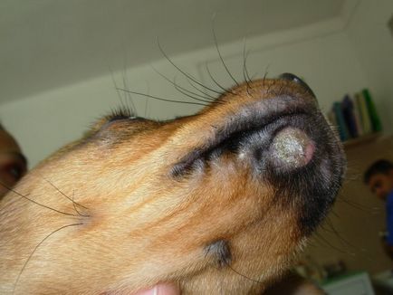 Микроспория - Преглед на гъбични заболявания при кучета