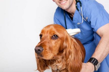 Микроспория - Преглед на гъбични заболявания при кучета
