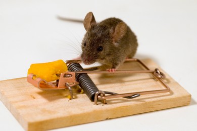 Мишките в къщата - причините и как да се отървете