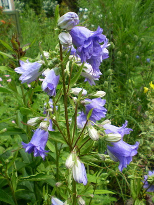 Многогодишни цветя звънци снимка и описание прилича на градина многогодишно звънец