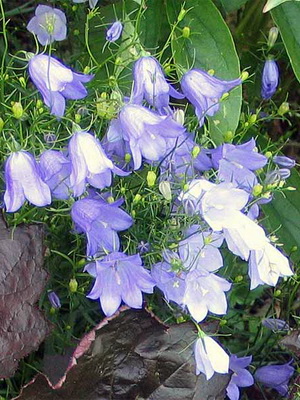 Многогодишни цветя звънци снимка и описание прилича на градина многогодишно звънец