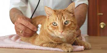 Котешки ниски болестни симптоми на пикочните пътища и лечение, симптоми и обработка на фуража