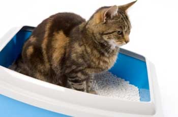 Котешки ниски болестни симптоми на пикочните пътища и лечение, симптоми и обработка на фуража