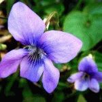 Echinops - трънливи цветя в градината, летовник ден