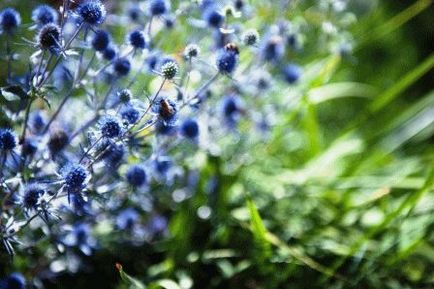Echinops - трънливи цветя в градината, летовник ден