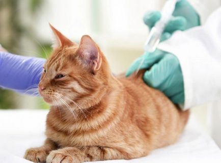 Възможно ли е да се даде амоксицилин към котки, котката и котката
