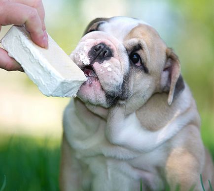 Възможно ли е да се даде на кучето млякото и сиренето, всичко за кучета