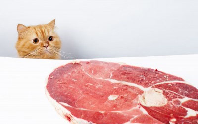 Мога ли да нахрани котката сурово месо