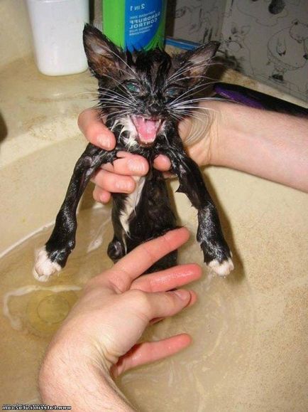 Мога ли да се къпят котето