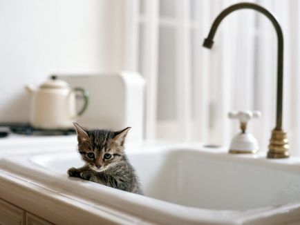 Мога ли да се къпят котето