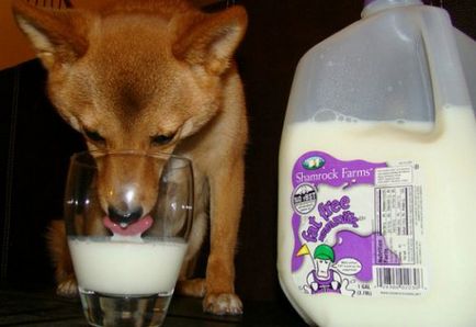 Може ли едно куче мляко