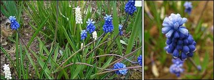 Muscari отглеждане и дестилация