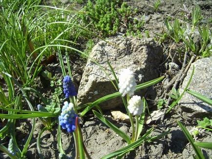 Muscari - отглеждане, грижи, видове и сортове